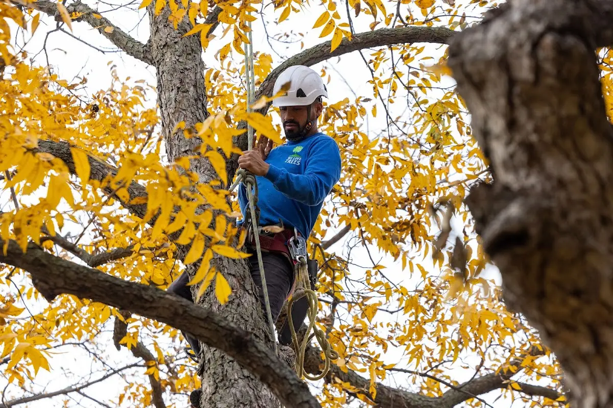 Skilled Tree Transplanting crew working in Fromberg